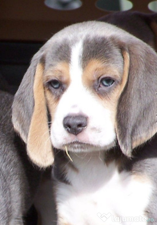 Beagle original