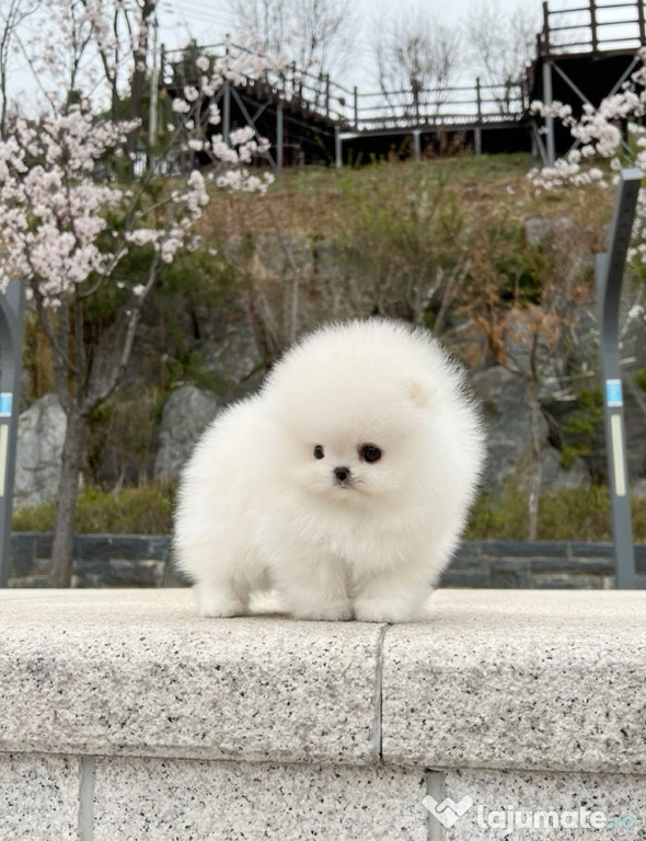 Pomeranian mini toy