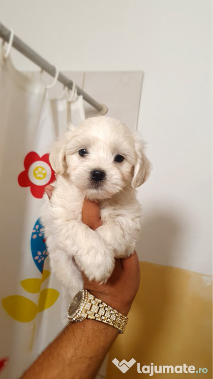 Vand Bichon Maltez Mini Toy