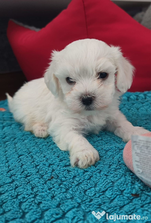 Vand Bichon Maltez Mini Toy