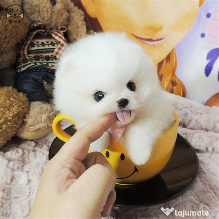 Pomeranian mini toy