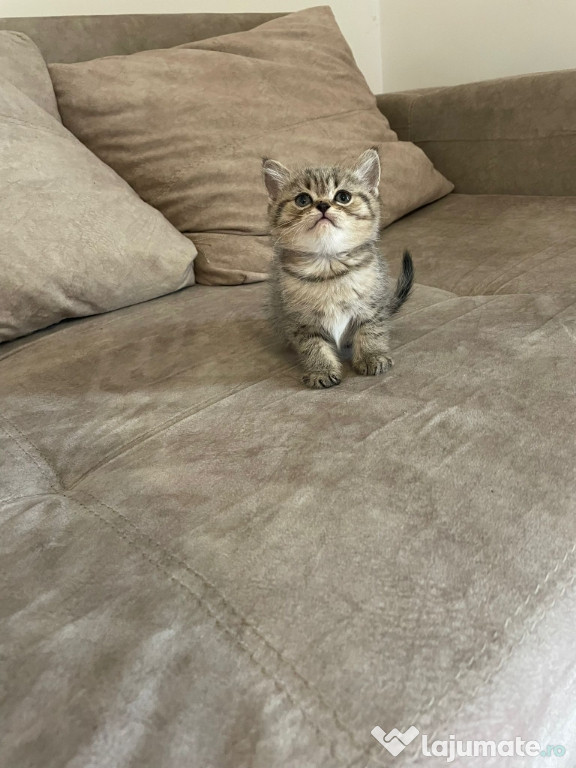 British shorthair pui superbi
