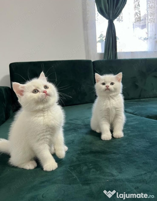 British shorthair motănei și pisicuțe