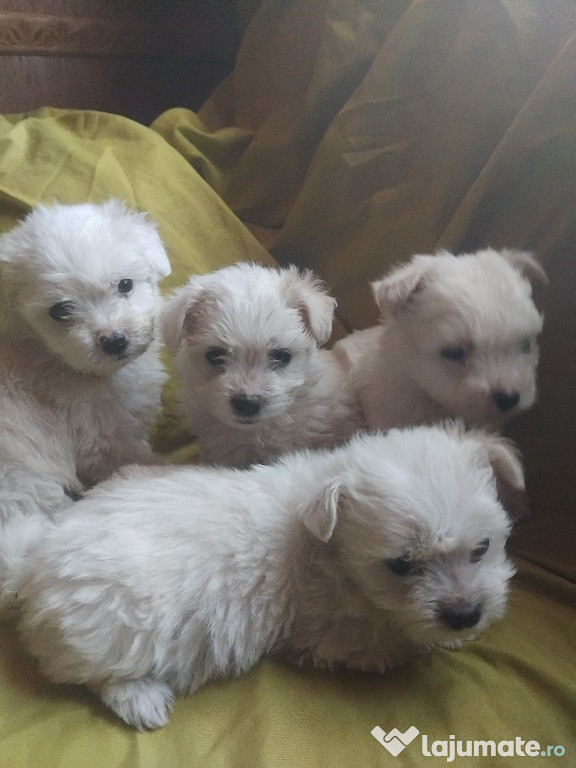 Bichon maltez mini toy
