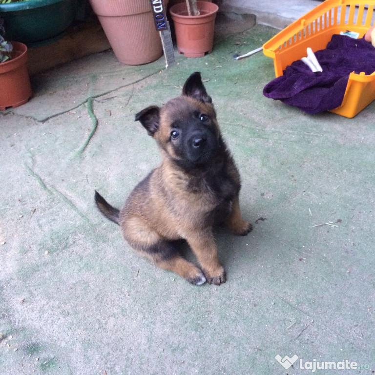 Ciobănesc Belgian Malinois