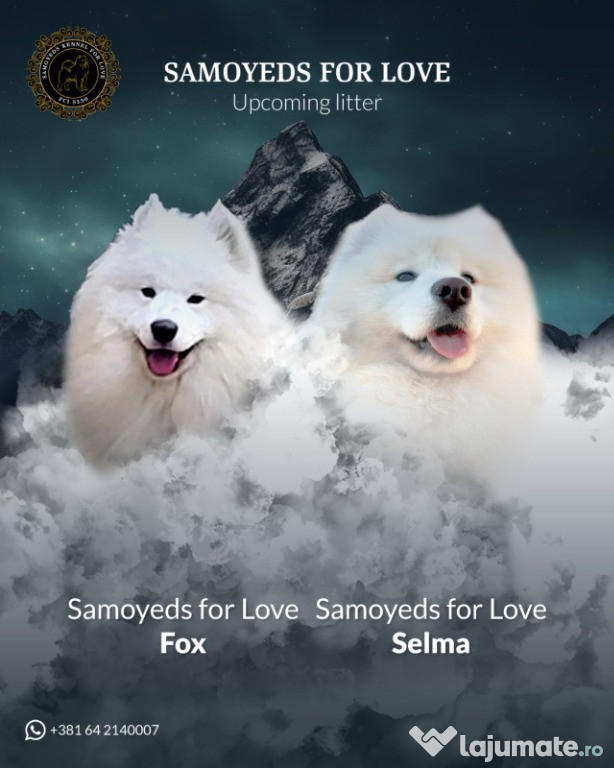 Samoyezi adulți și pui de vânzare