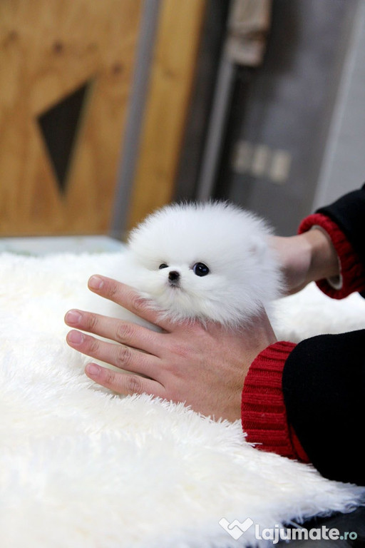 Pomeranian mini toy