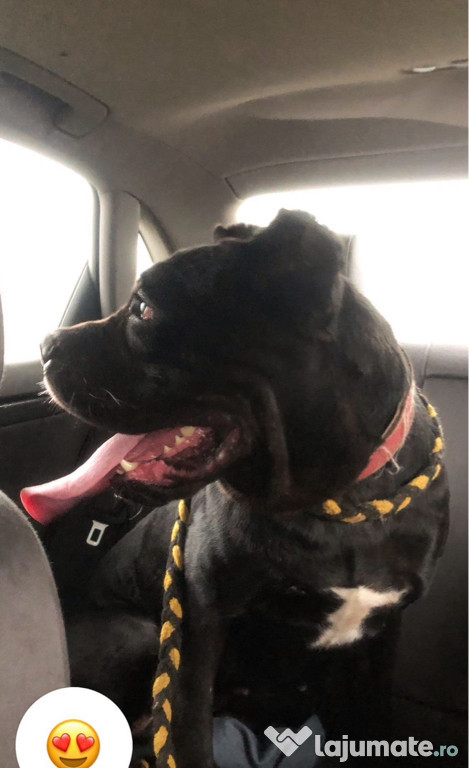 Cane corso femela