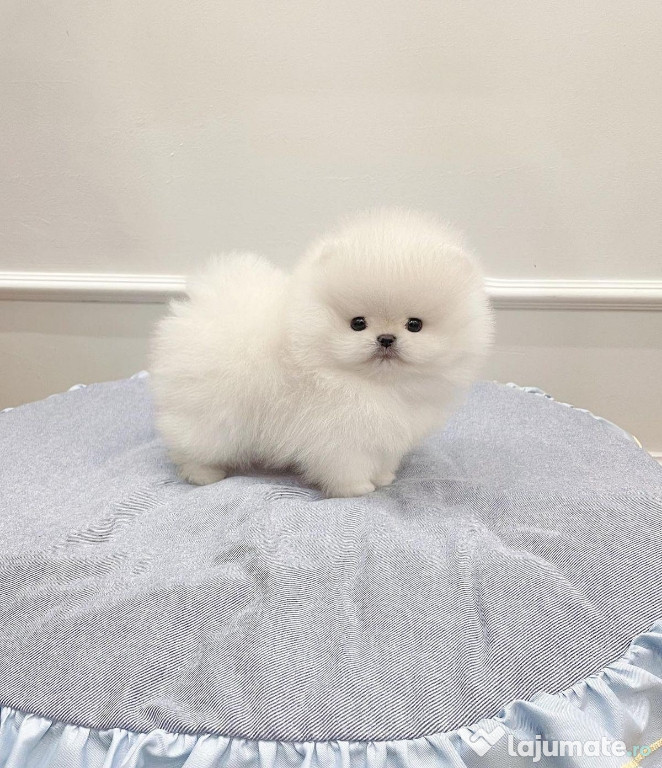 Pomeranian mini toy