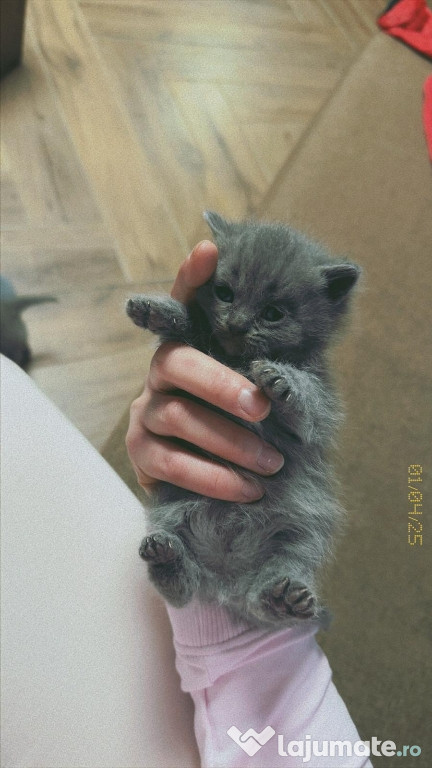 Vând pisici britisch shorthair blue