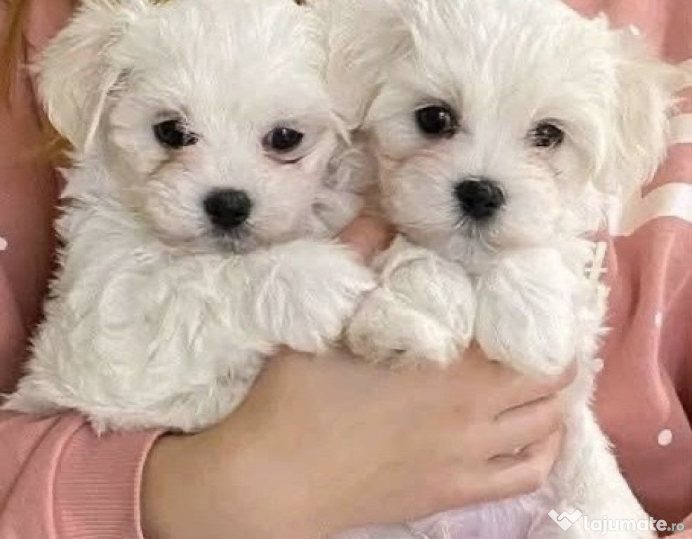 Vand Bichon Maltez