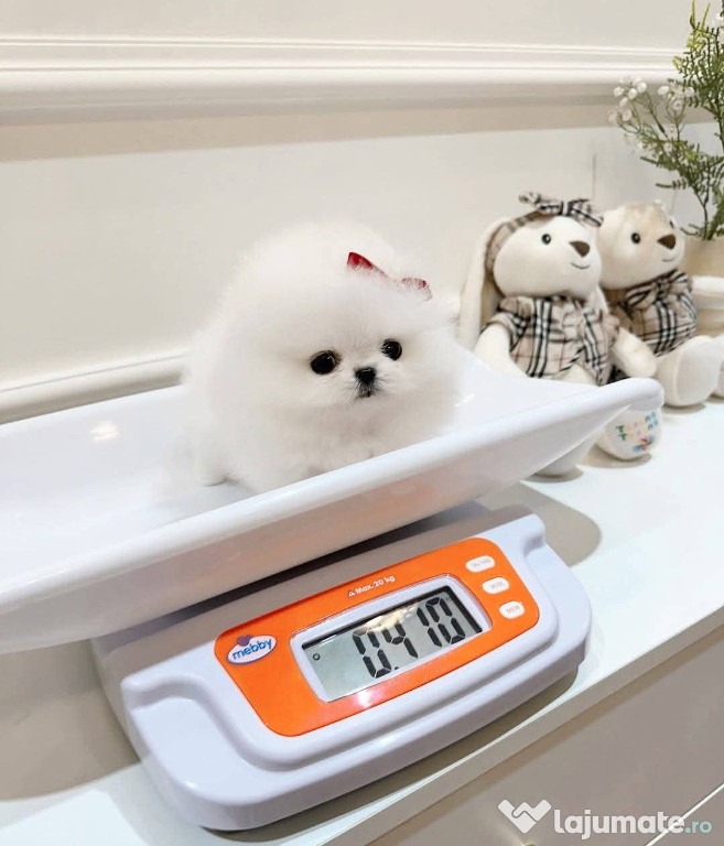 Pomeranian mini boo original