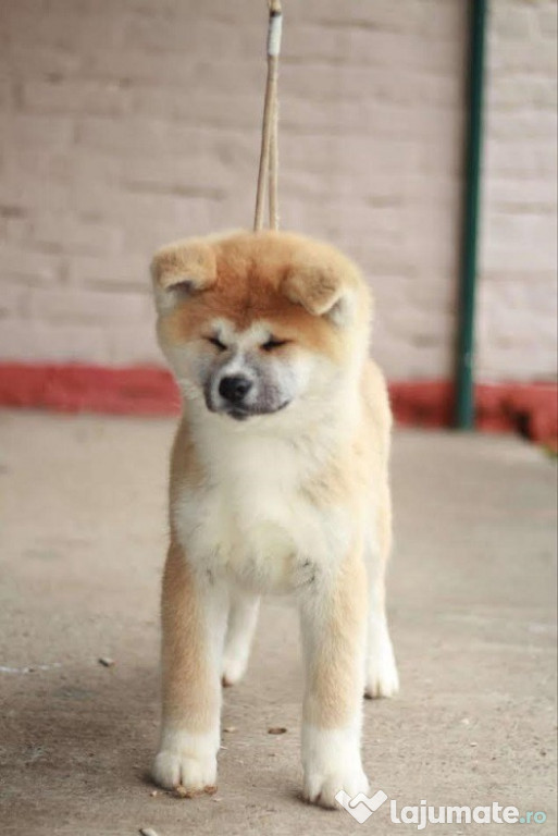Căței de Akita Japonez spre adopție