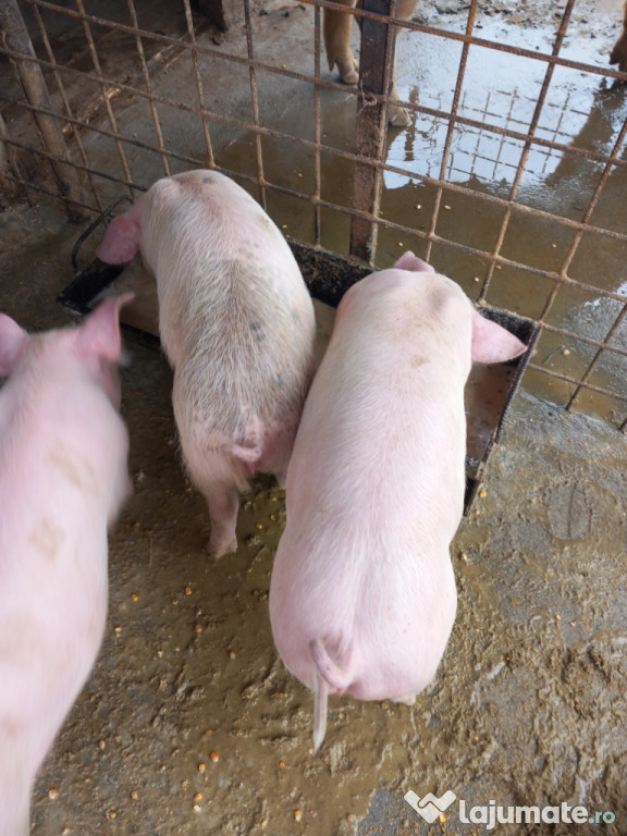 Disponibili landrace 3 luni!