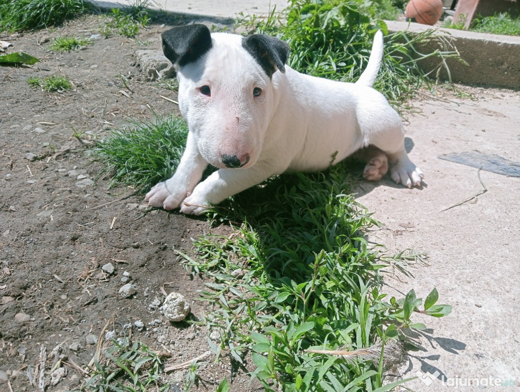 Bull Terrier de vânzare