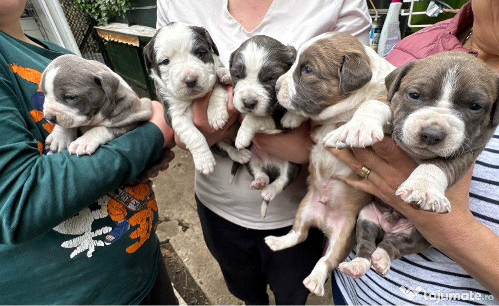 Pui amstaff 17.04.2025 masculi