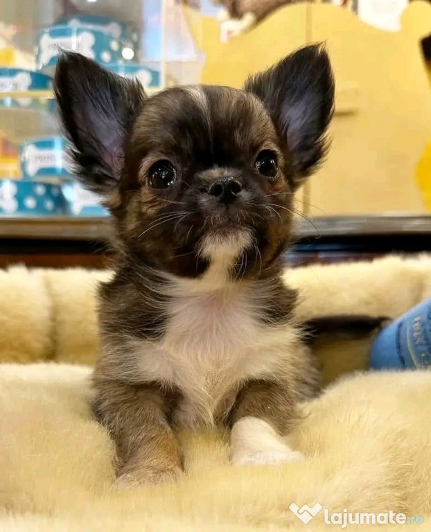 Căței chihuahua adorabili pentru relocare