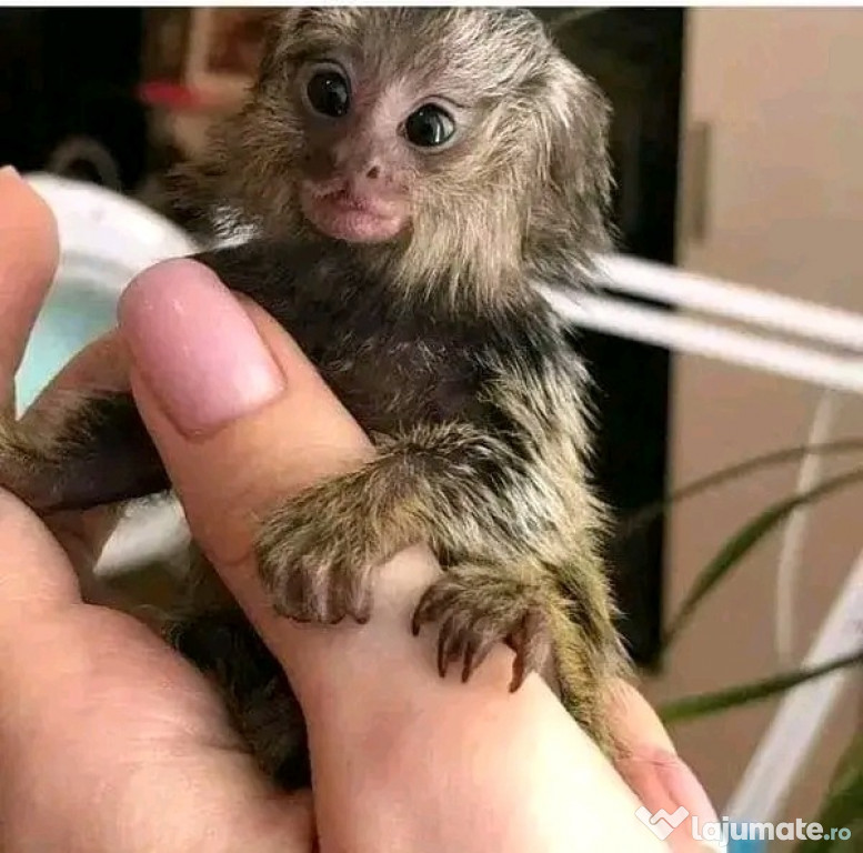 Maimuțe marmoset și capucin drăguțe pentru relocare.