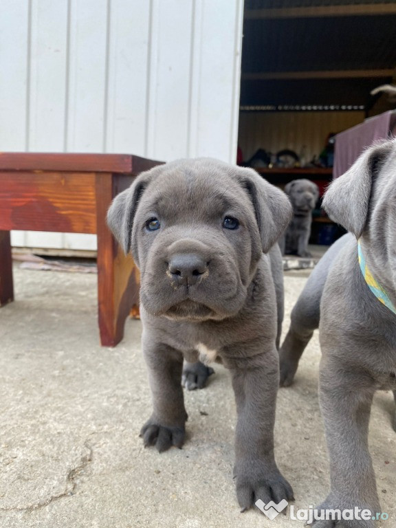 Căței Cane Corso Blue