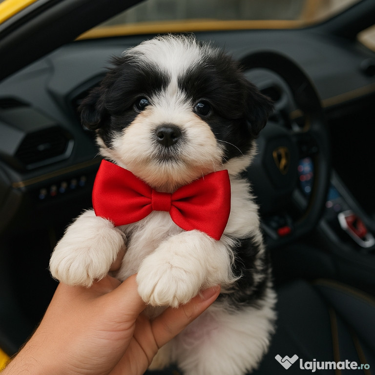 Bichon maltez mini toy