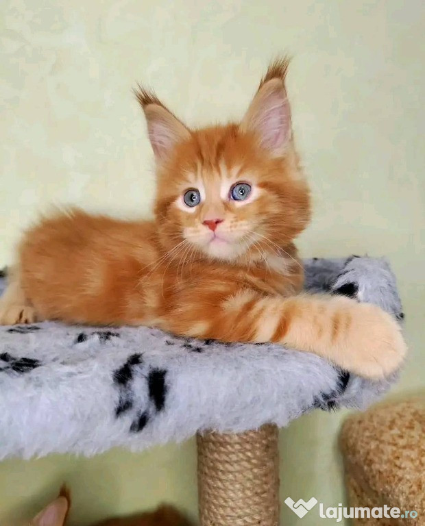 Pisici Maine Coon, femelă frumoasă