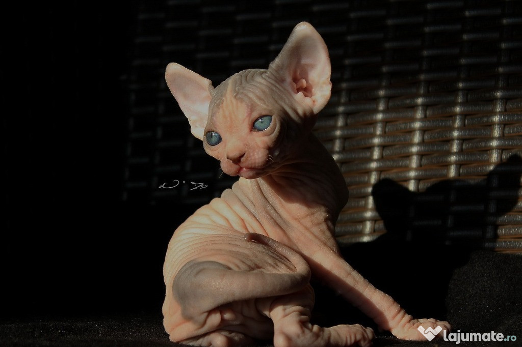 Pui de sphinx/sfinx/sphynx diferite culori