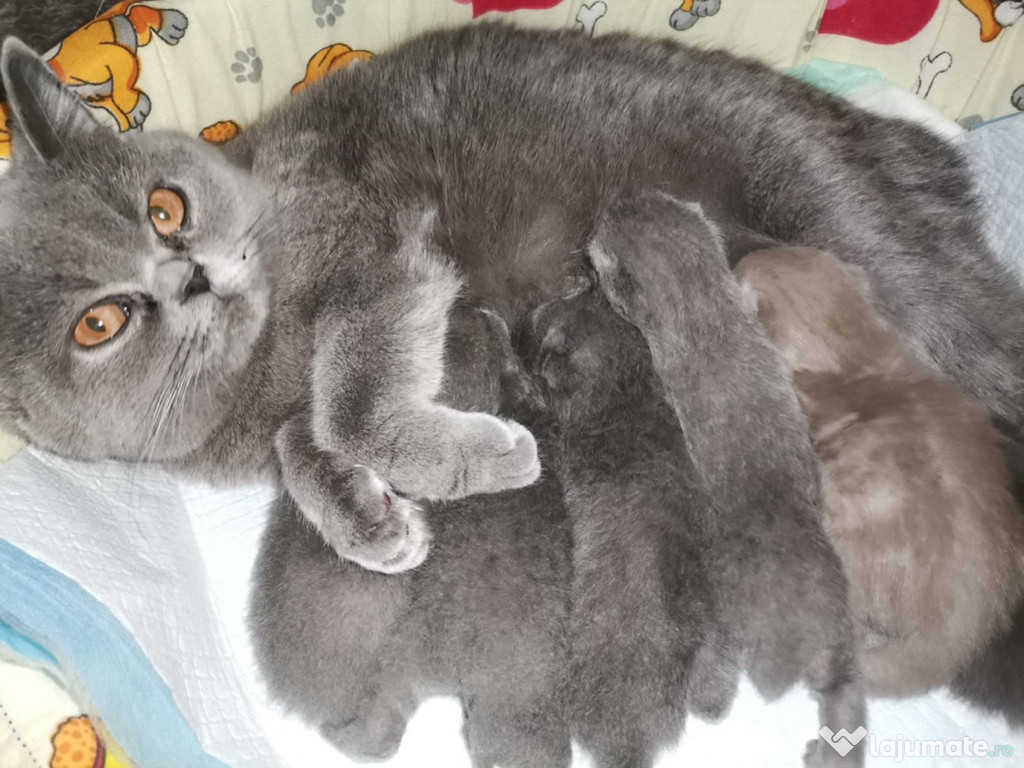 Motanei British shorthair