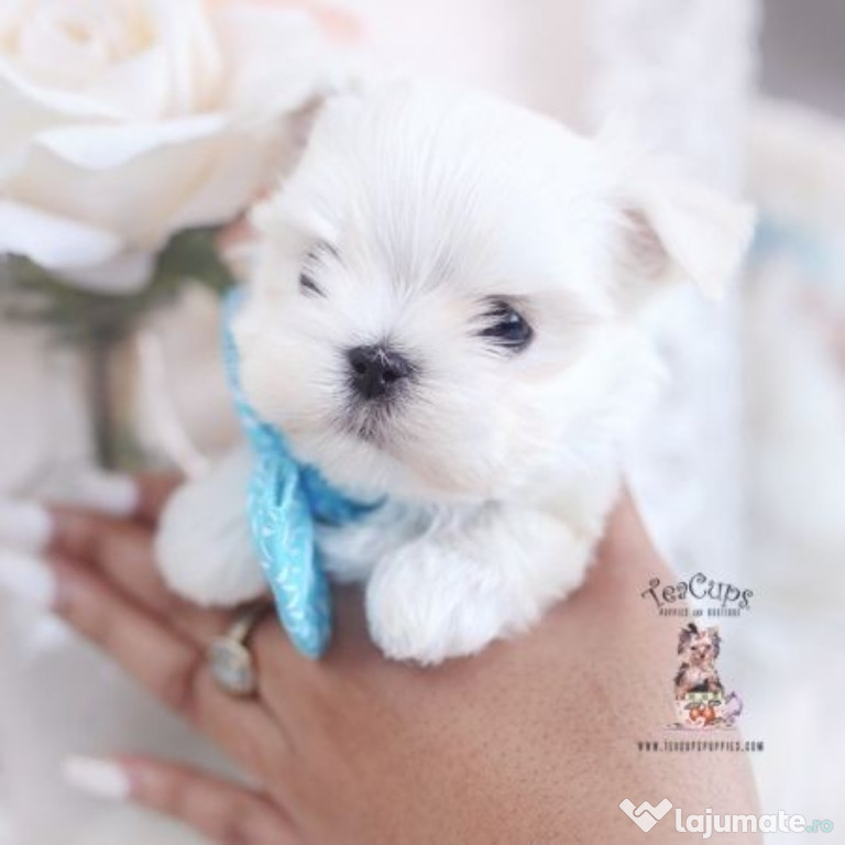 Bichon maltez mini toy