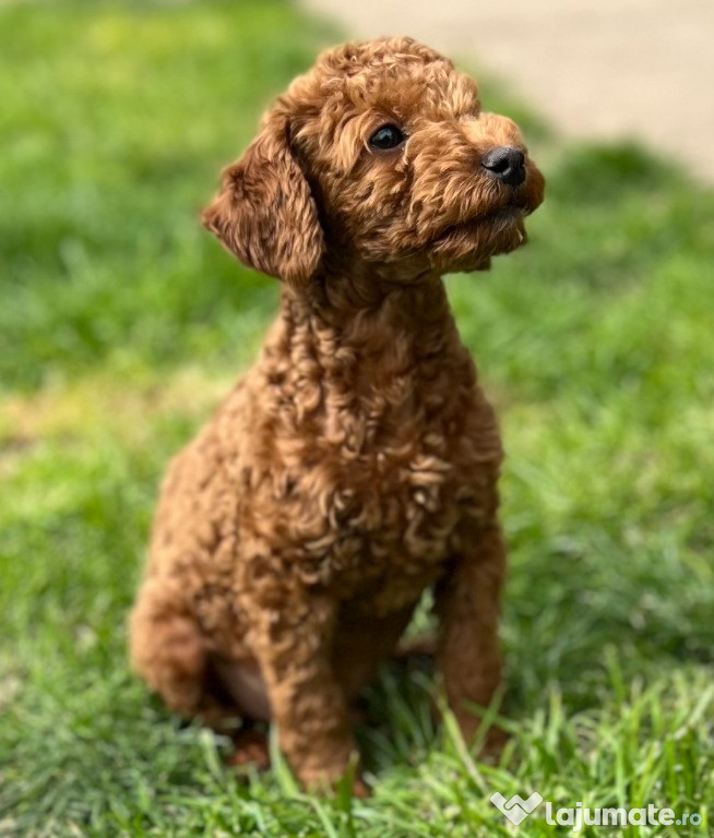 Pui de Caniche Toy