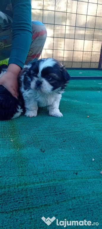 Femelute shih-tzu.