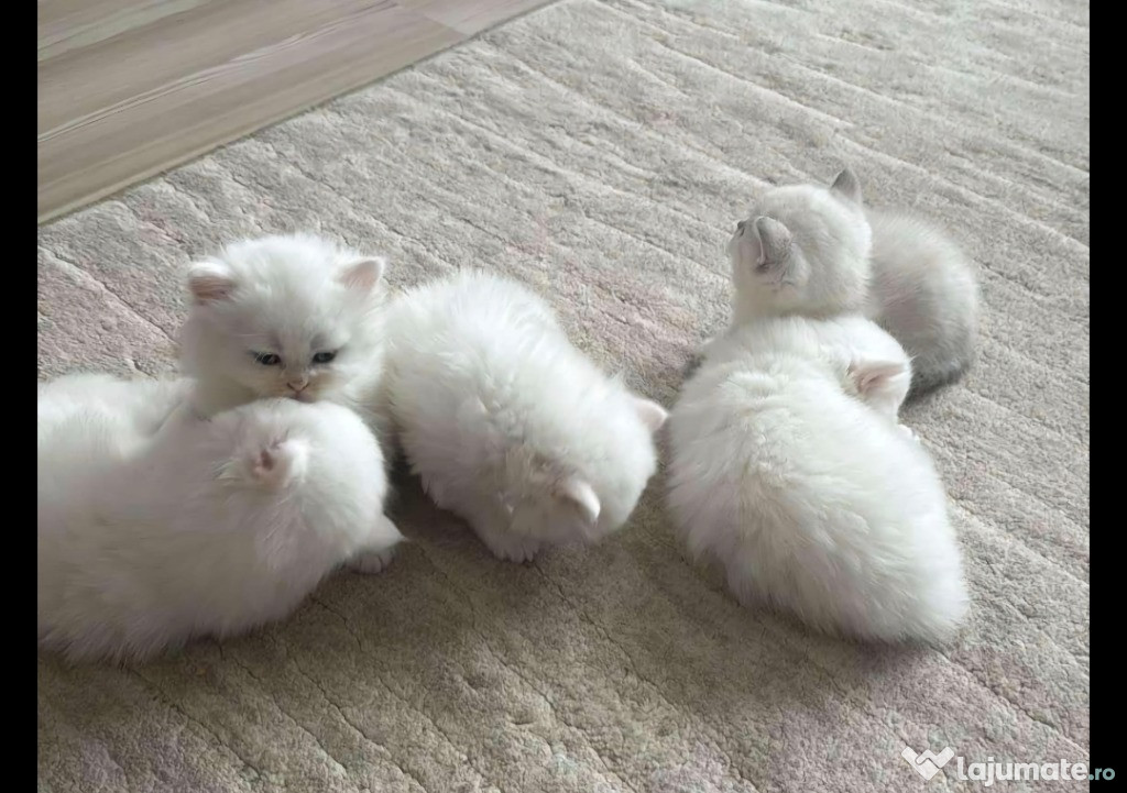 British shorthair albi