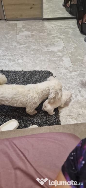Vand bichon maltez talie mica