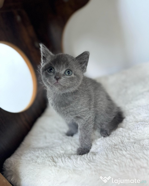British Shorthair din Bacau