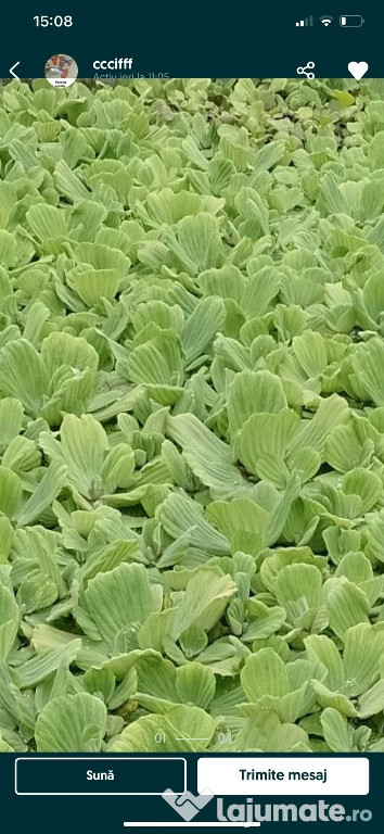 Salata de Nil - Pistia, crapi koi. Plante de apa plutitoare