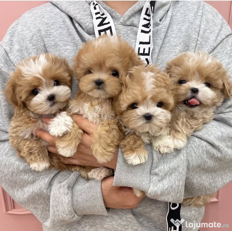 Maltipoo Bear Face Toy 0740 755 041