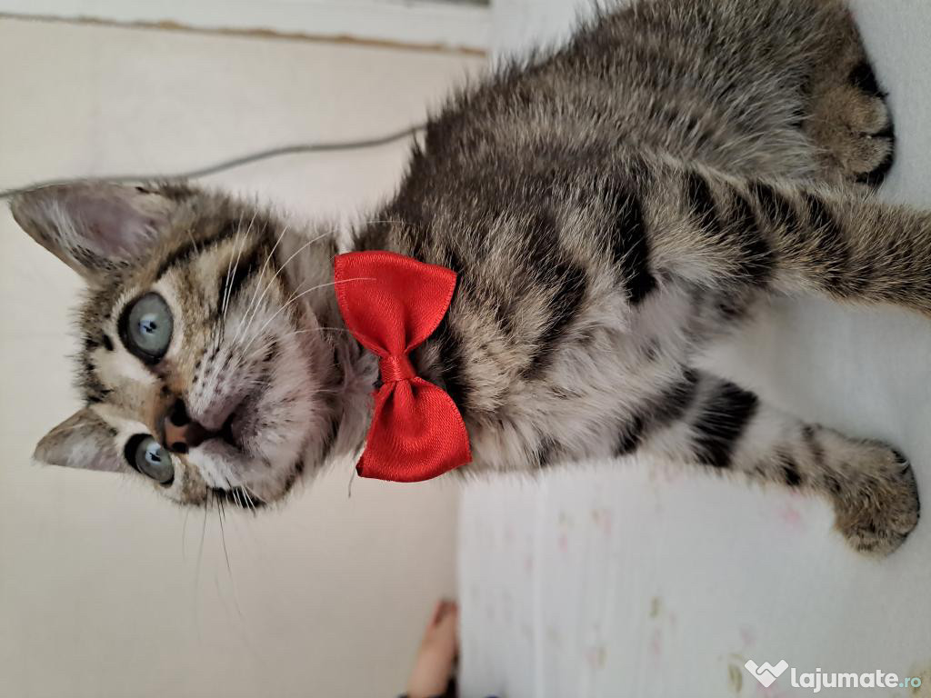 Bengal pisoiasi superbi