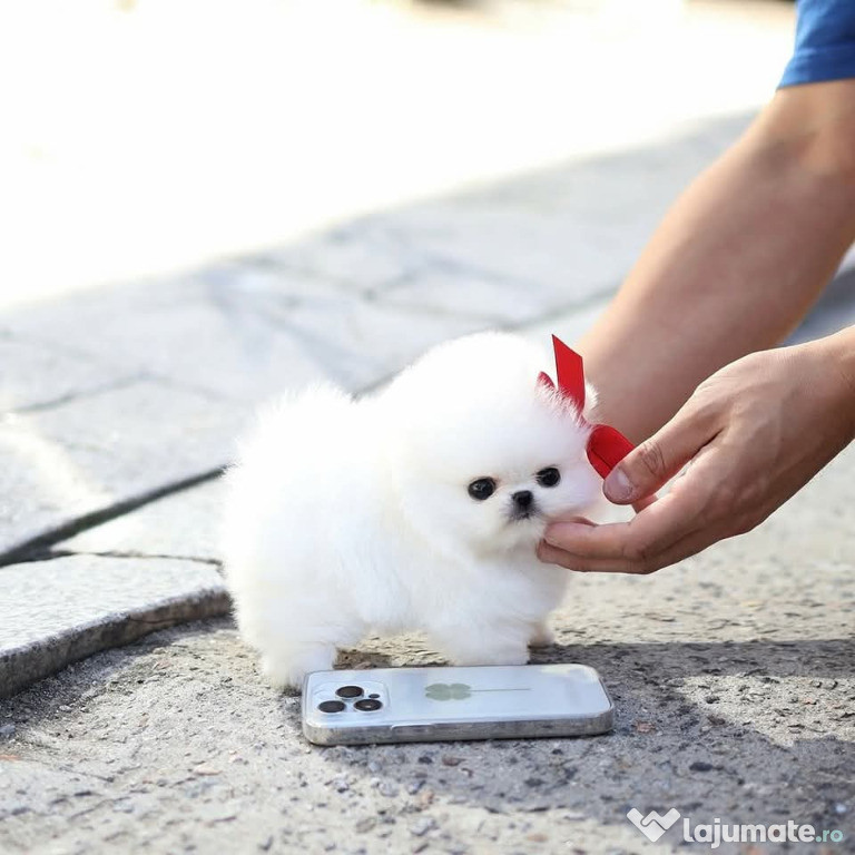 Pomeranian ursuleț mini
