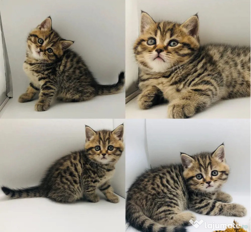 British shorthair băieței și fetițe