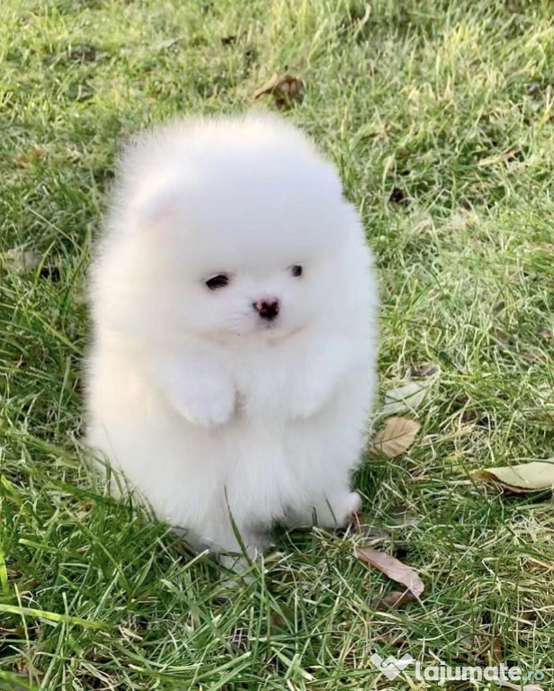 Pomeranian mini toy