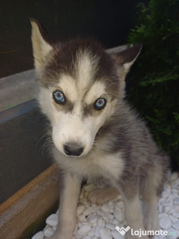 Husky Siberian disponibil