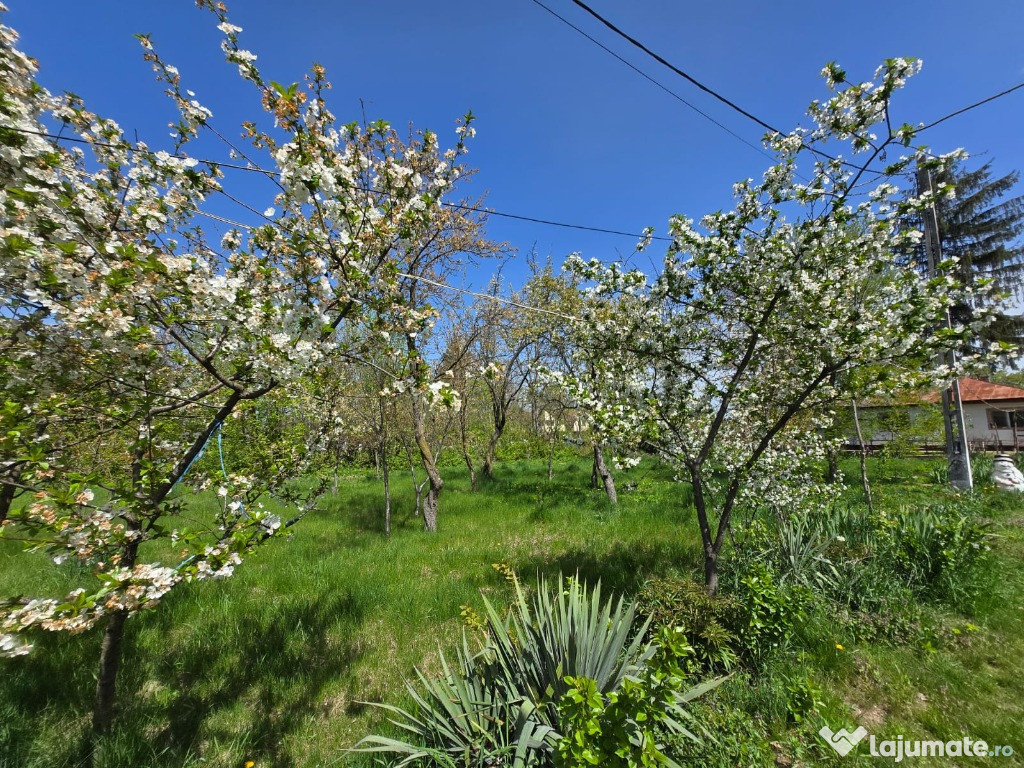 Proprietate Calea Bucuresti langa padure, casa gratis acces direct DN1