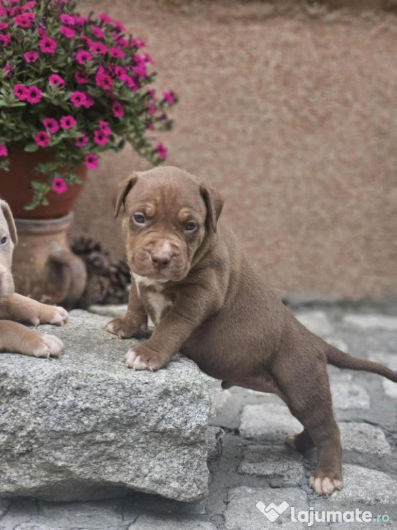 Pui de American Bully XL de vânzare