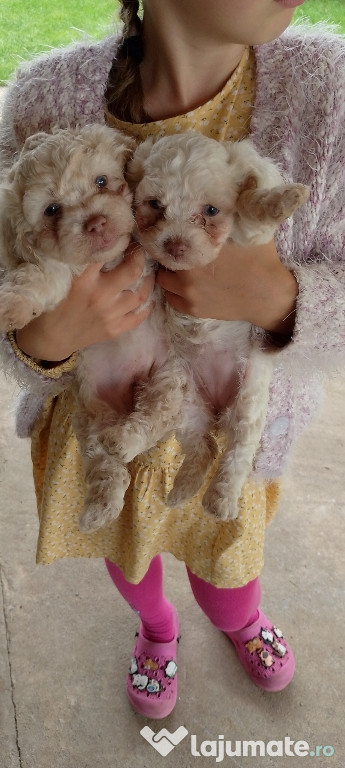 Căței bichon maltez