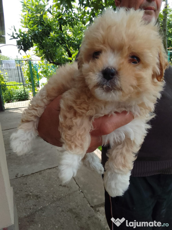 Bichon maltez 2 luni jumătate