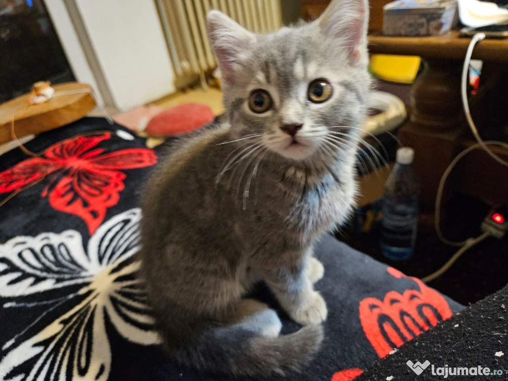 Scottish straight silver tabby vaccinati