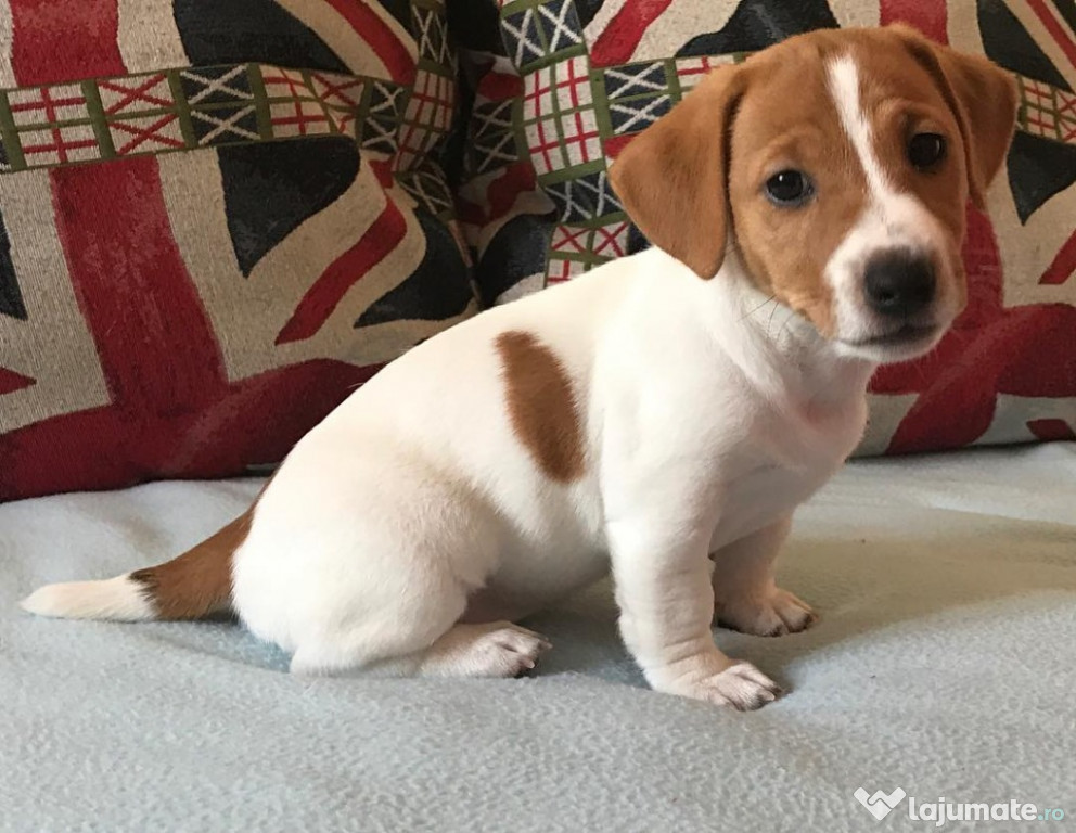 Jack russell atât de uimitor