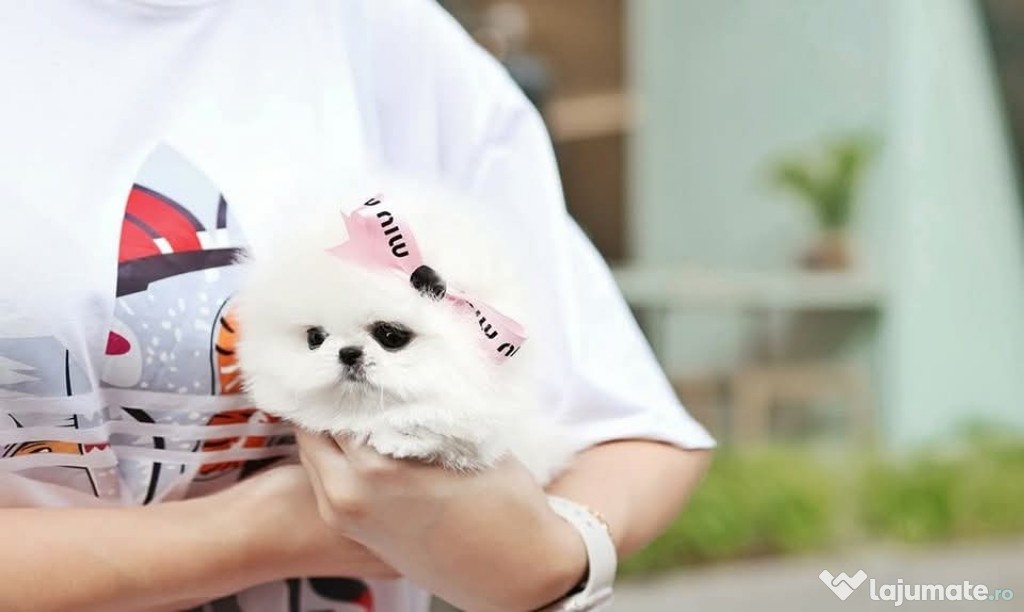 Pomeranian mini teacup boo