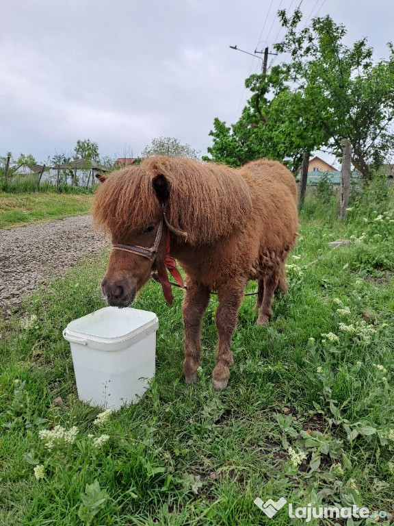 Ponei 8 luni ( fata )