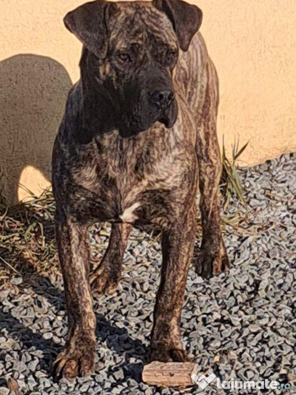 Mascul presa canario