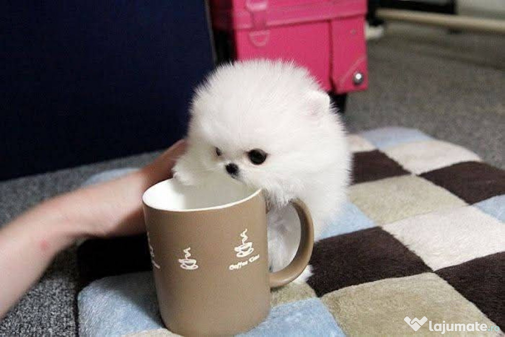 Pomeranian mini boo